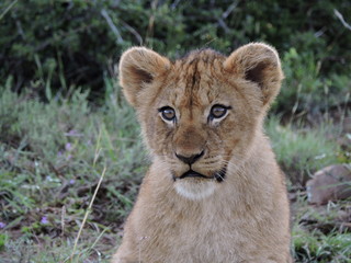 Lion cub Face close up