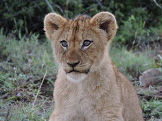 Plakat Lion cub Face close up