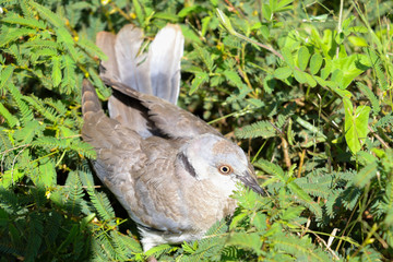 A pigeon resting on the weeds