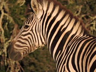 Fototapeta na wymiar Zebra side profile