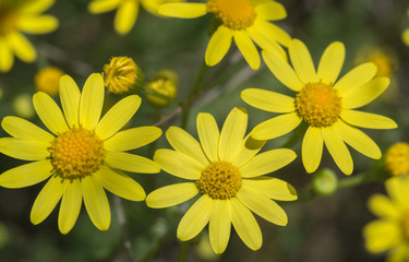 Beautiful yellow wildflower closeup, background for wallpaper and calendar