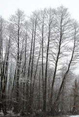 Foto auf Leinwand Winter forest. © rootstocks