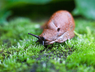 Land slug on the green leaf.