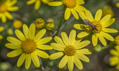 Beautiful yellow wildflower closeup, background for wallpaper and calendar