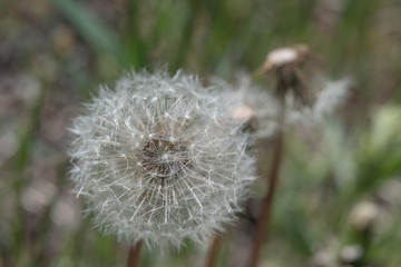 Dandelion closeup for background, macro