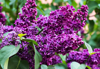 Beautiful purple red lilac branch. Magnetic color of lilac branch