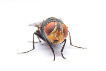 Fly isolated on white background.
