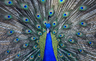 Obraz premium Peacock 