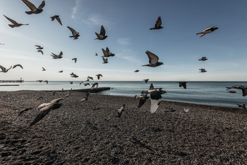 birds fly by the sea in a flock