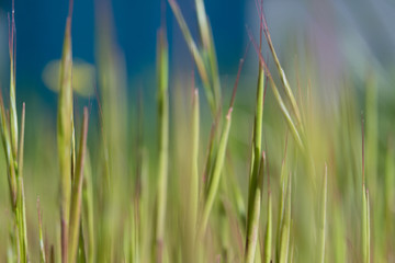 green grass close-up on a background of cloudless blue sky, can be used for background