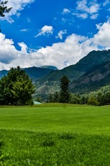 green grass and blue sky
