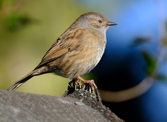 The dunnock is a small passerine, or perching bird, found throughout temperate Europe and into Asian Russia. Dunnocks have also been successfully introduced into New Zealand.
