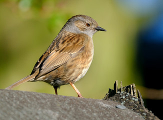 The dunnock is a small passerine, or perching bird, found throughout temperate Europe and into Asian Russia. Dunnocks have also been successfully introduced into New Zealand.
