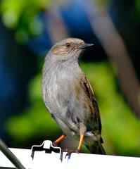 The dunnock is a small passerine, or perching bird, found throughout temperate Europe and into Asian Russia. Dunnocks have also been successfully introduced into New Zealand.