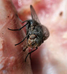 The housefly is a fly of the suborder Cyclorrhapha. It is believed to have evolved in the Cenozoic Era, possibly in the Middle East, and has spread all over the world as a commensal of humans.