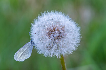 A dandelion clock with a white butterfly.  © Pawel Sidlo
