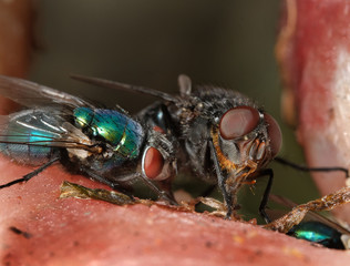 The housefly is a fly of the suborder Cyclorrhapha. It is believed to have evolved in the Cenozoic Era, possibly in the Middle East, and has spread all over the world as a commensal of humans.
