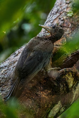 Great Slaty Woodpecker - Mulleripicus pulverulentus, large rare woodpecker from Southeast Asian forests and woodlands, Mutiara Taman Negara, Malaysia.