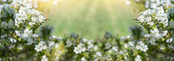 Summer background. Green grass and big white flowers. close-up. Flowering branches. Copy space.