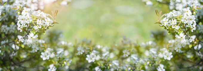 Summer background. Green grass and big white flowers. close-up. Flowering branches. Copy space.