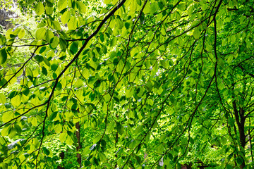 Fototapeta na wymiar Grünes Blätterdach