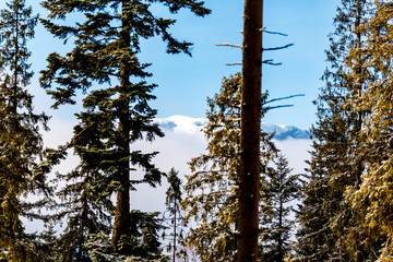 tall trees in the forest
