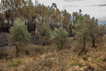 Incendio Pedrogão Grande 17 Junho 2017