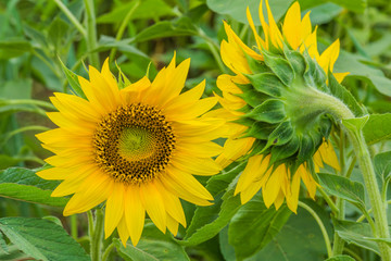 Sunflowers ready to harvest