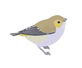 ミドリホウセキドリ