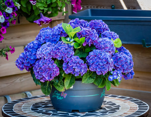 Hydrangea