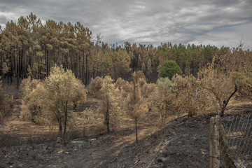 Incendio Pedrogão Grande 17 Junho 2017
