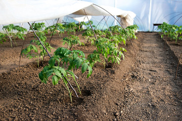 tomato seedlings growing in a greenhouse - selective focus