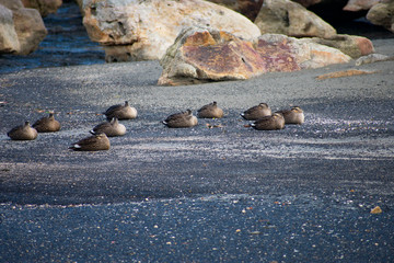 橋杭岩のもとで羽を休めるカルガモの群れ