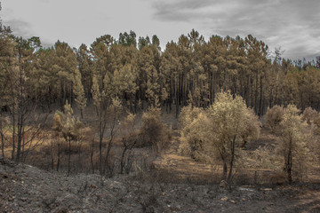 Incendio Pedrogão Grande 17 Junho 2017