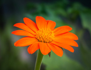 orange flower