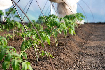 tomato seedlings growing in a greenhouse - selective focus