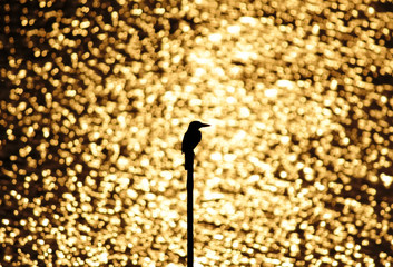 King fisher at sunset 