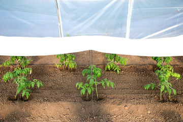 tomato seedlings growing in a greenhouse - selective focus