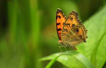 Peacock pansy Butterfly 