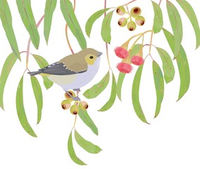 ユーカリプトスとミドリホウセキドリ