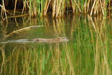 An otter is swimming in a lake.