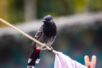 pigeon on a fence