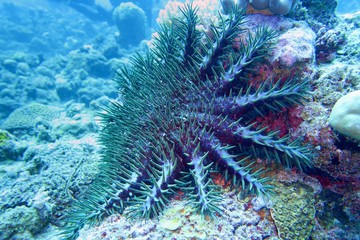 Fototapeta na wymiar Crown of thorns starfish - Acanthaster planci - the world largest starfish , predator of hard corals