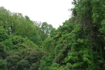 Obraz premium 鬱蒼