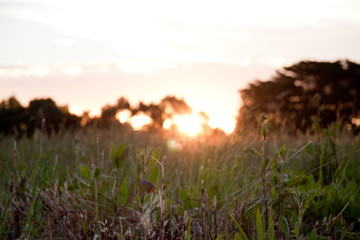 sunset in the field