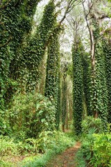 Obraz premium Tropical jungle, rain forest in Black River Gorges National Park, Mauritius