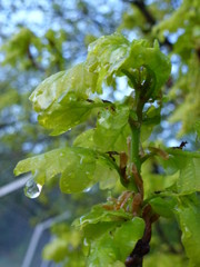 Raindrops on the green spring leaves