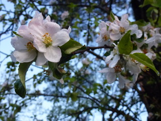 White spring flowers and green leaves on a branch