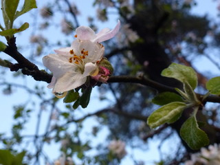 White spring flowers and green leaves on a branch