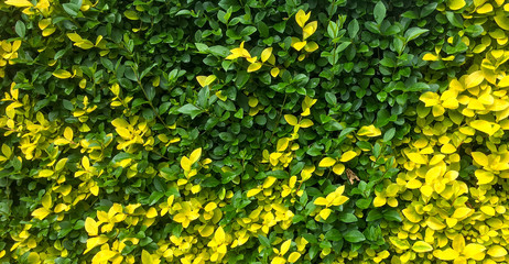 yellow-green bush and moth
